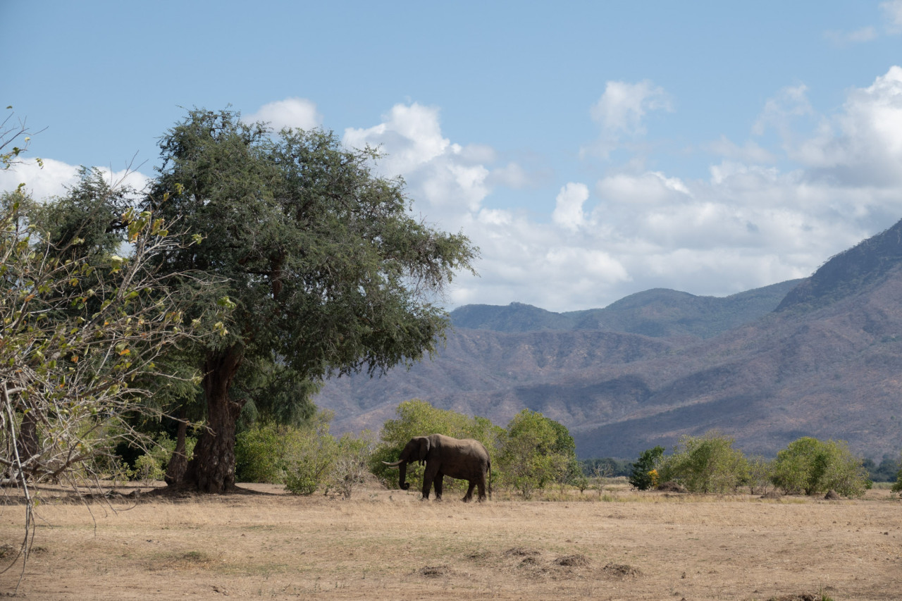 Elefant im Mana Pools Nationalpark in Simbabwe vor malerischer Bergkulisse