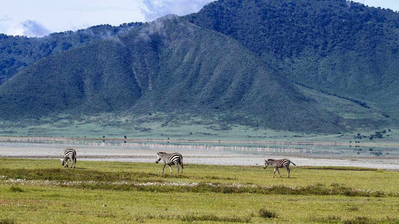Zebras grasen im Ngorongoro-Krater vor grünen Hügeln in Tansania