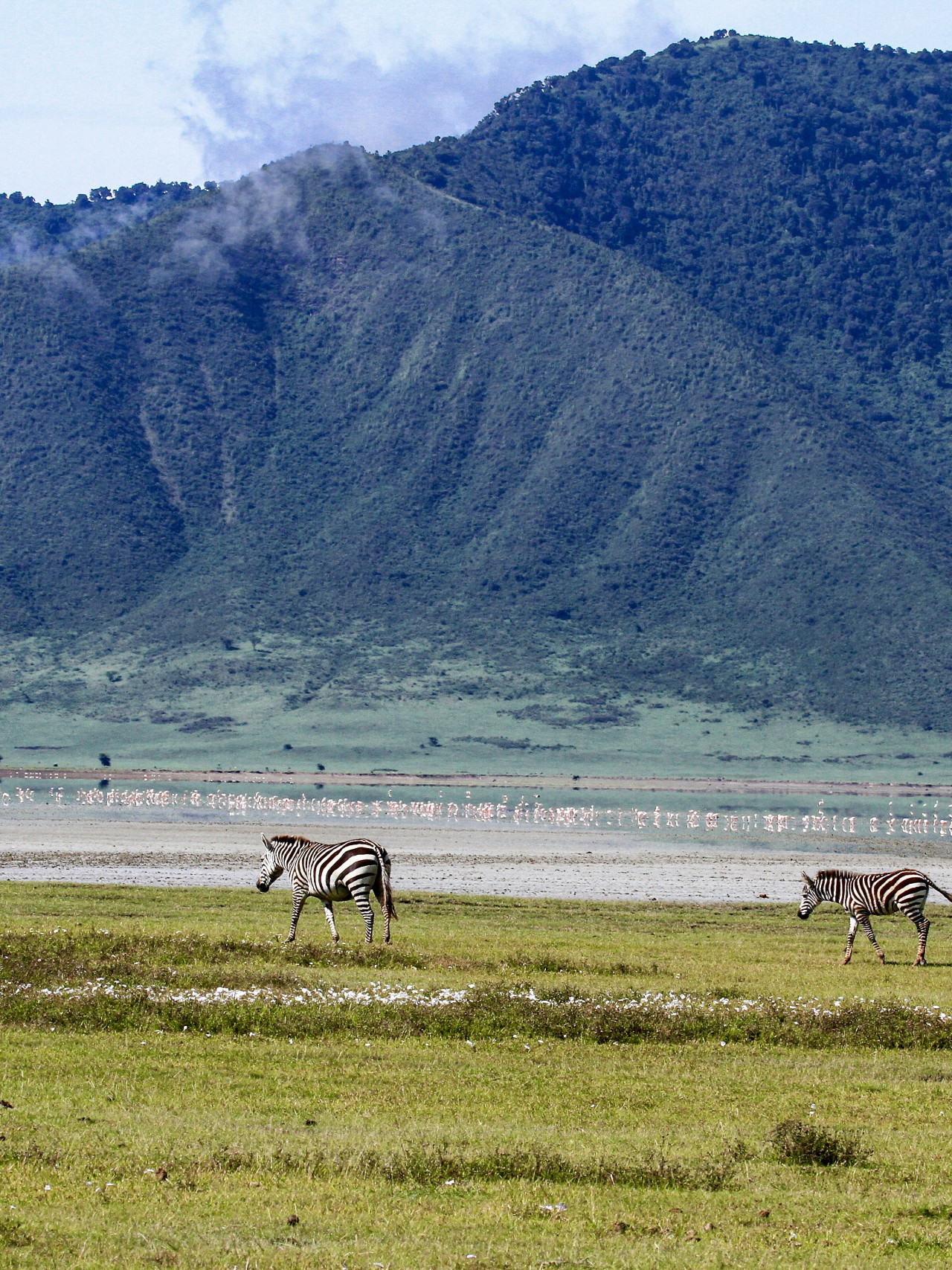 Zebras grasen im Ngorongoro-Krater vor grünen Hügeln in Tansania