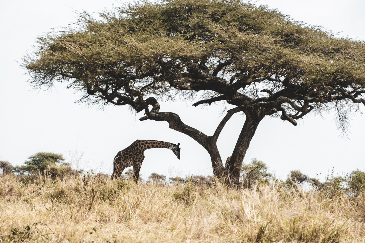 Essende Giraffe bei Safari in Tansania