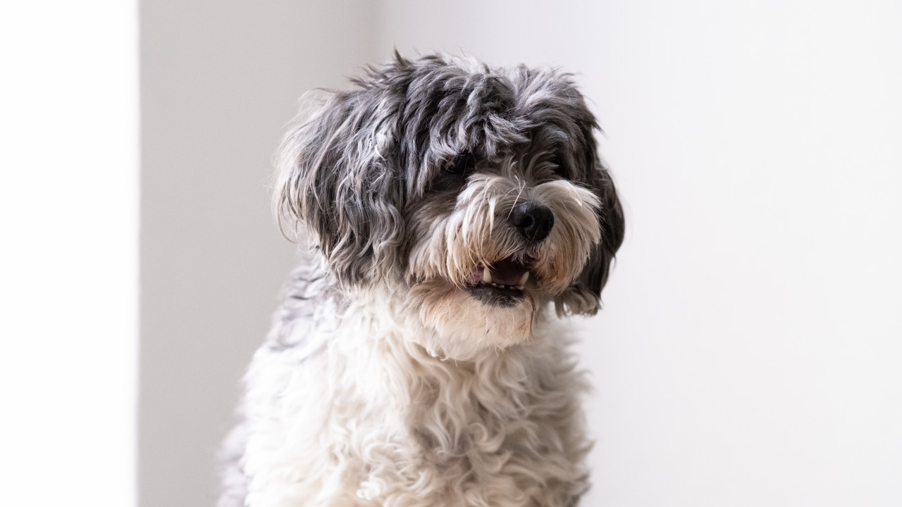 Bürohund bei Karibu Safaris