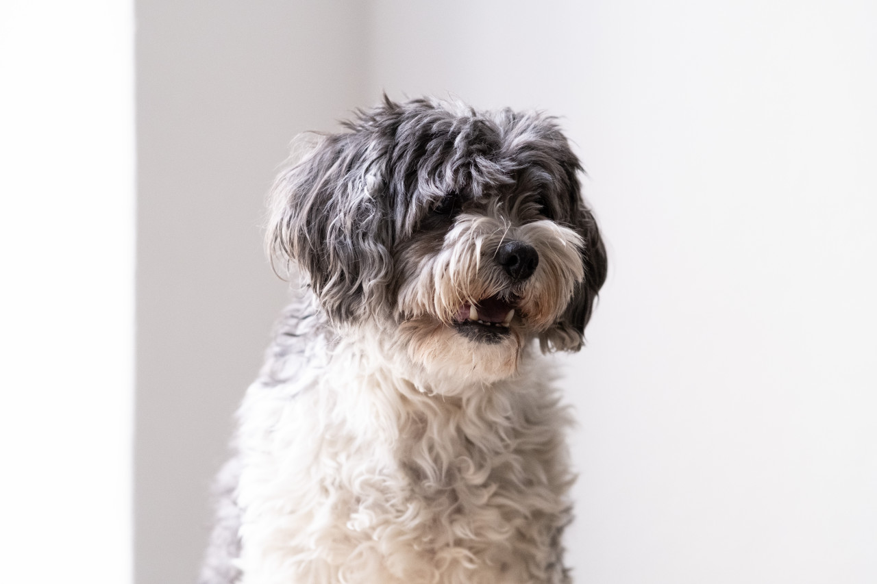 Bürohund bei Karibu Safaris