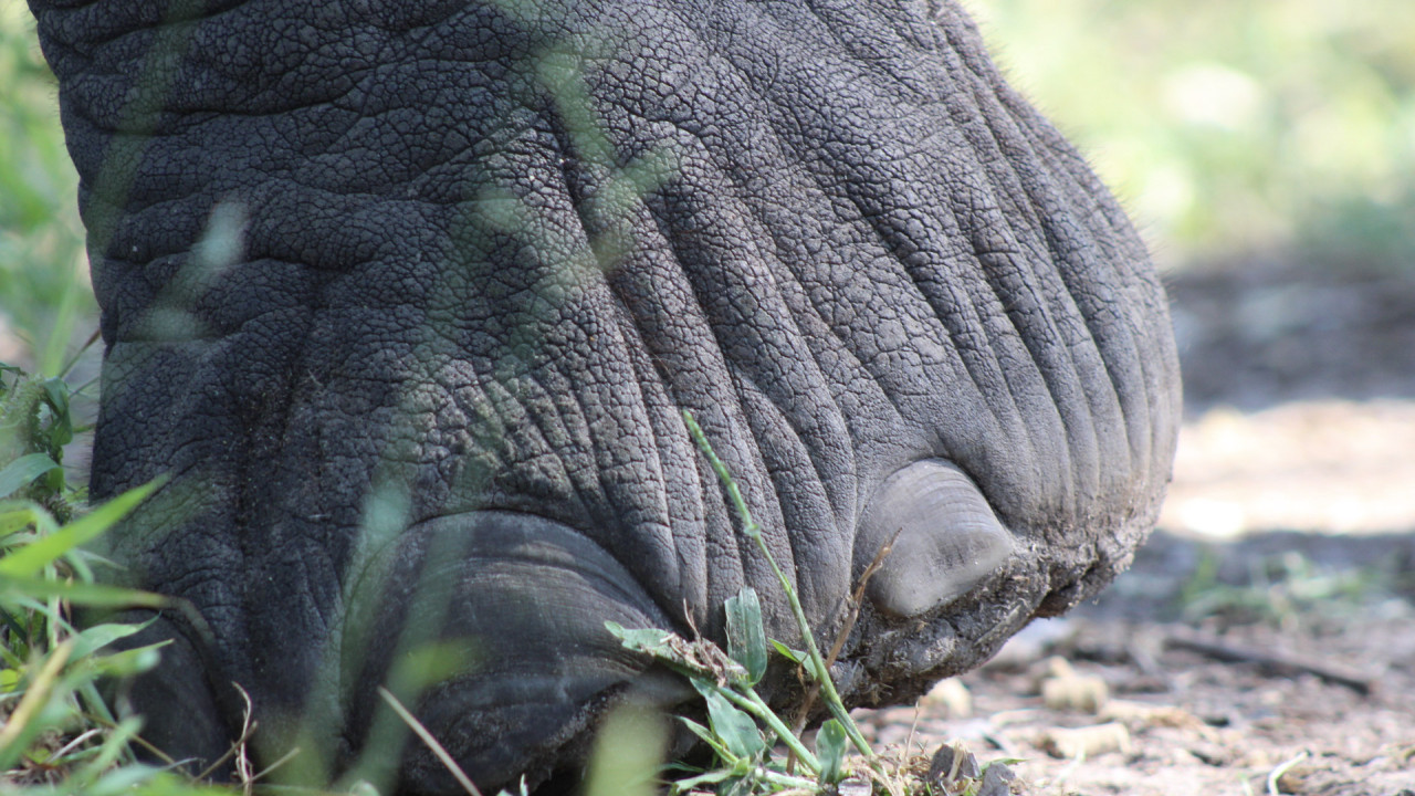 Während einer Safari mit Karibu Safaris erfahren Sie viel über Tiere