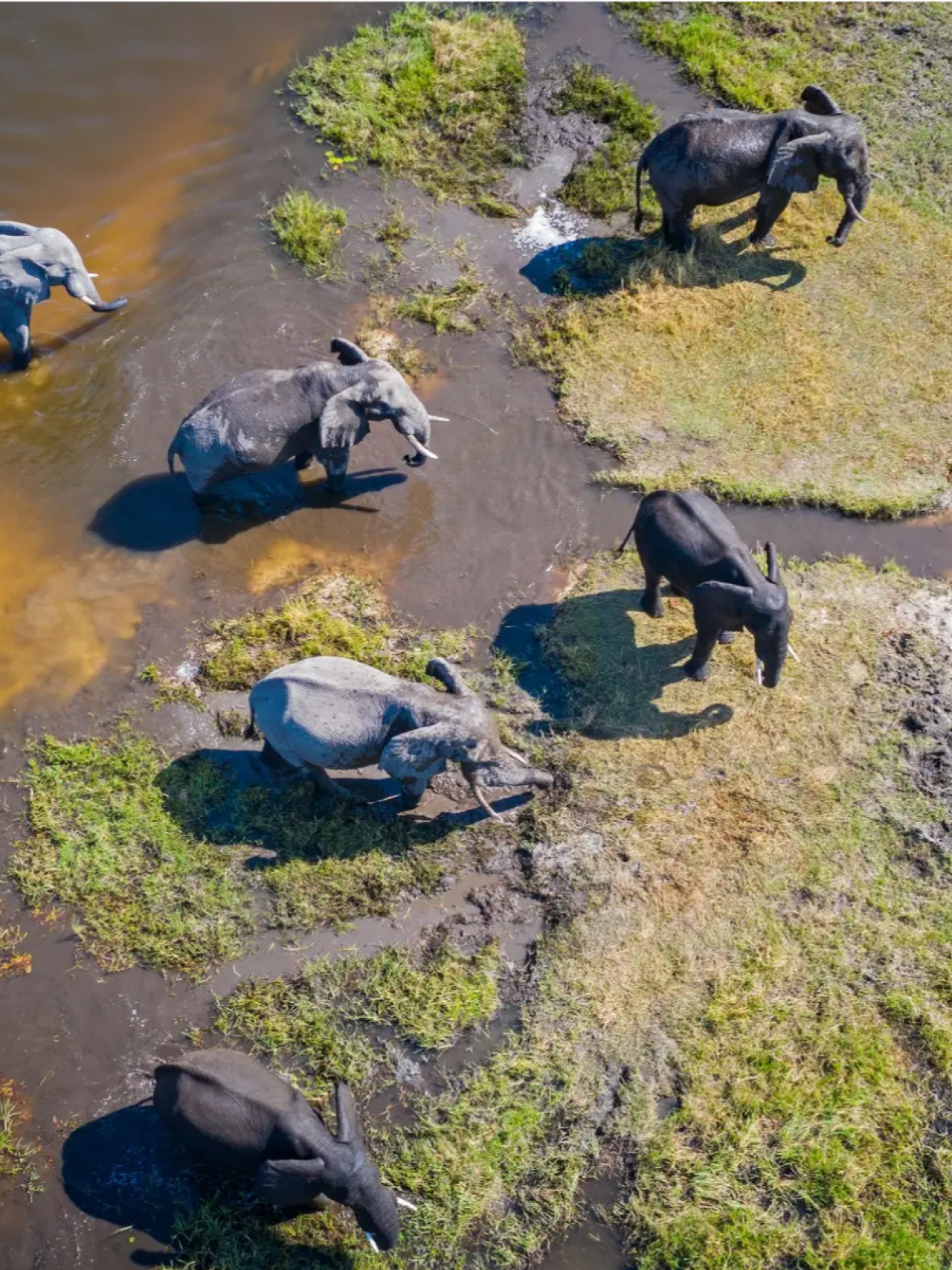 Beobachtung der Elefanten von einem Helikopter in Botswana