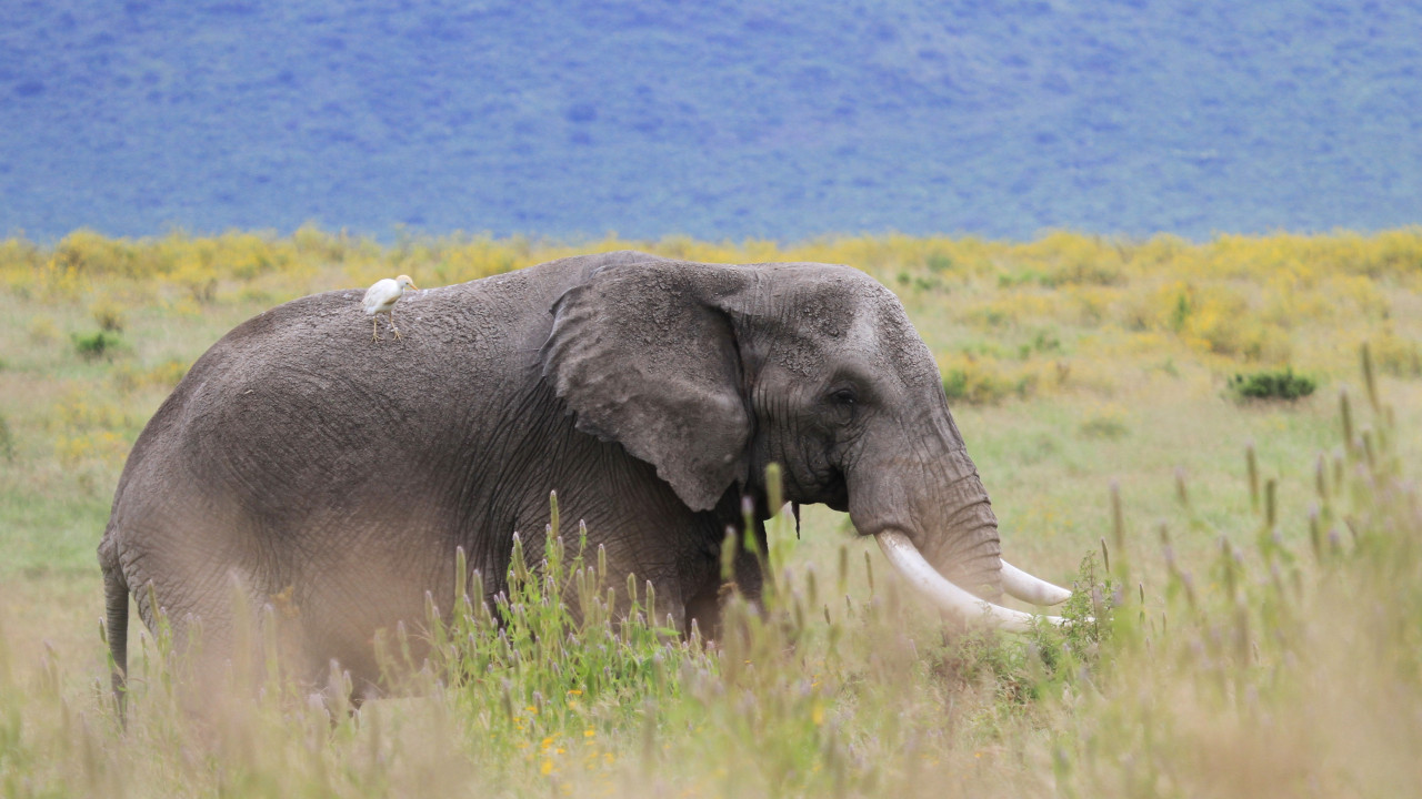Elefant in Tansania beim Grasen mit Vogel auf dem Rücken