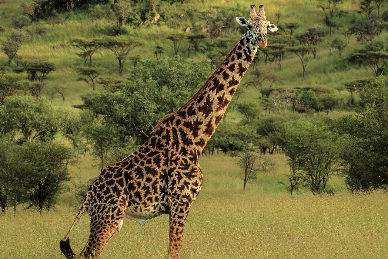Giraffe in der grünen Savannenlandschaft von Tansania