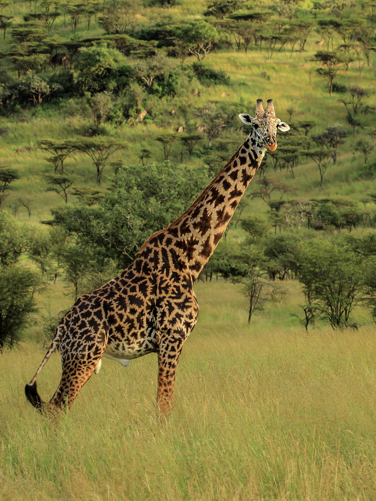 Giraffe in der grünen Savannenlandschaft von Tansania