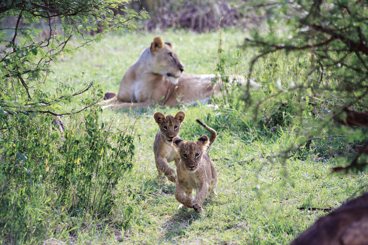 Spielende Löwenkinder in der Masai Mara, Kenia