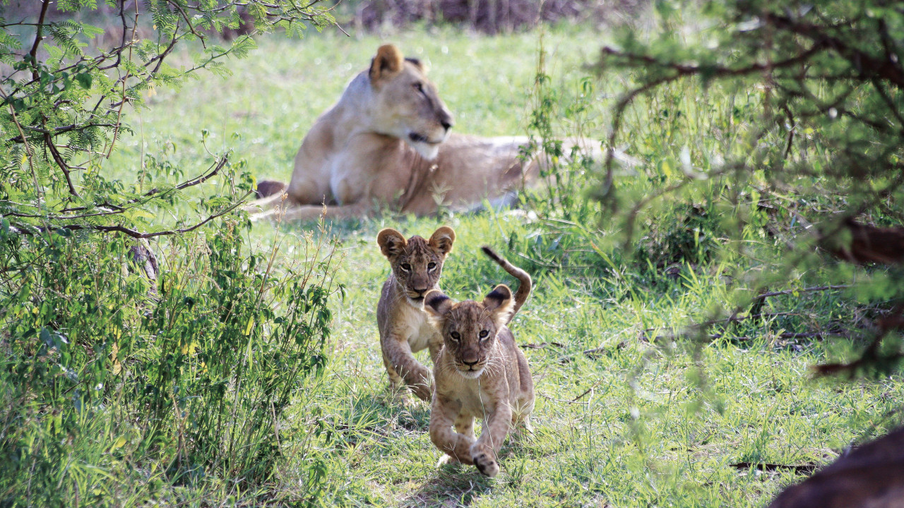 Spielende Löwenkinder in der Masai Mara, Kenia