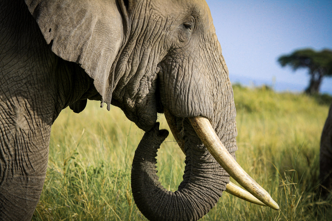 Nahaufnahme eines Elefanten im Tarangire Nationalpark