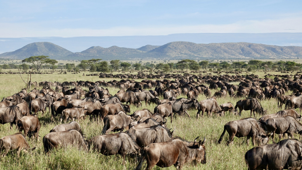 Große Tierwanderung mit Karibu Safaris in der Masai Mara, Kenia