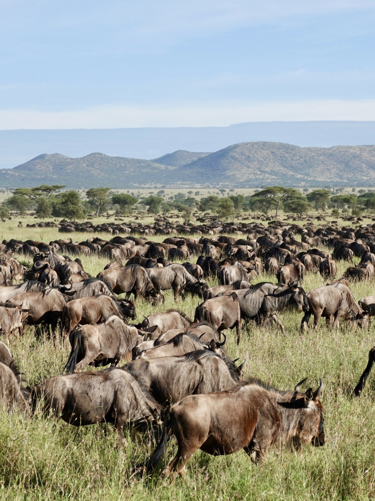 Große Tierwanderung mit Karibu Safaris in der Masai Mara, Kenia