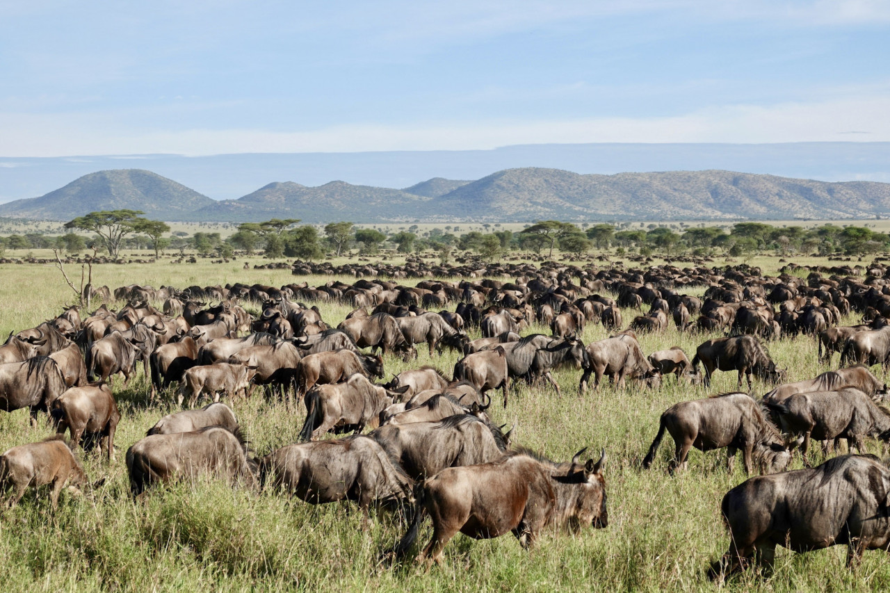 Gnus auf der großen Tiermigration in der Serengeti Afrikas