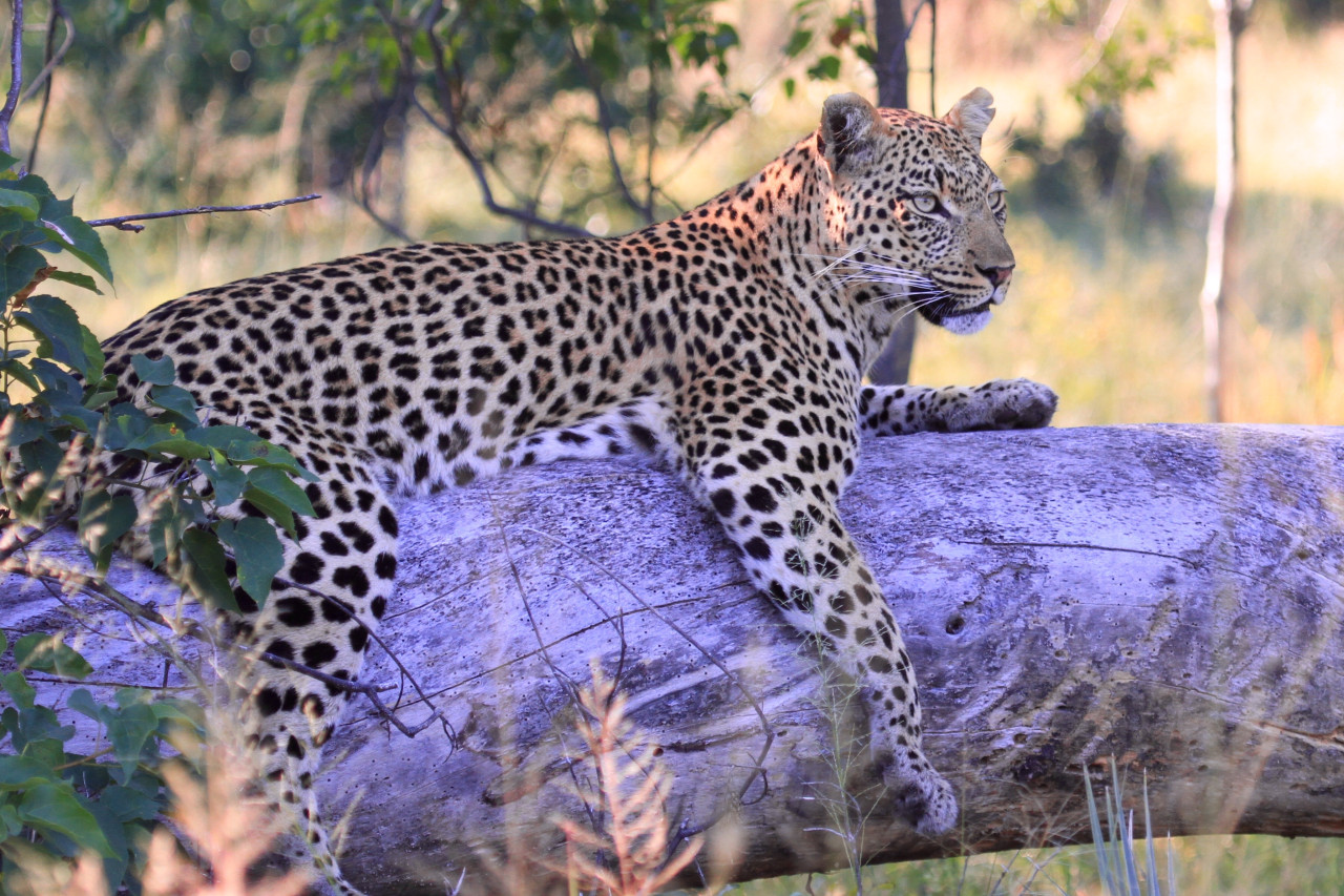 Bildhübscher Leopard während Pirsch im Okavango Delta, Botswana