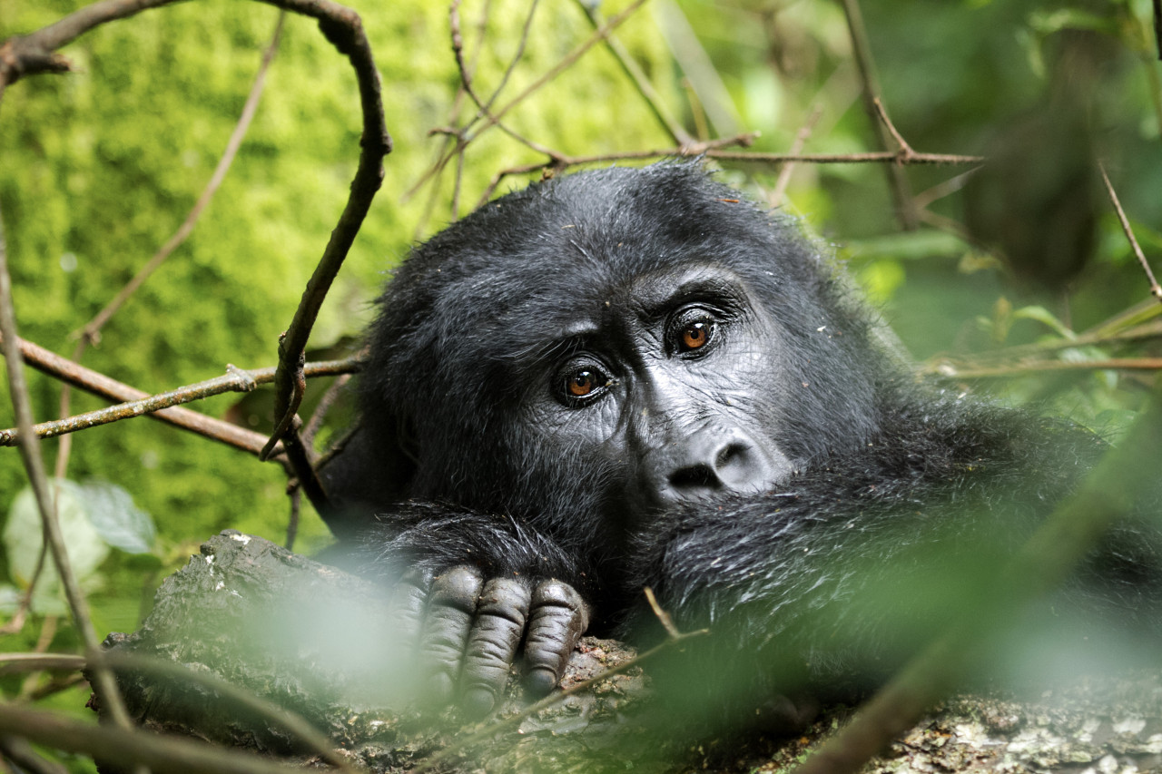 Ruhender Gorilla im Regenwald von Uganda