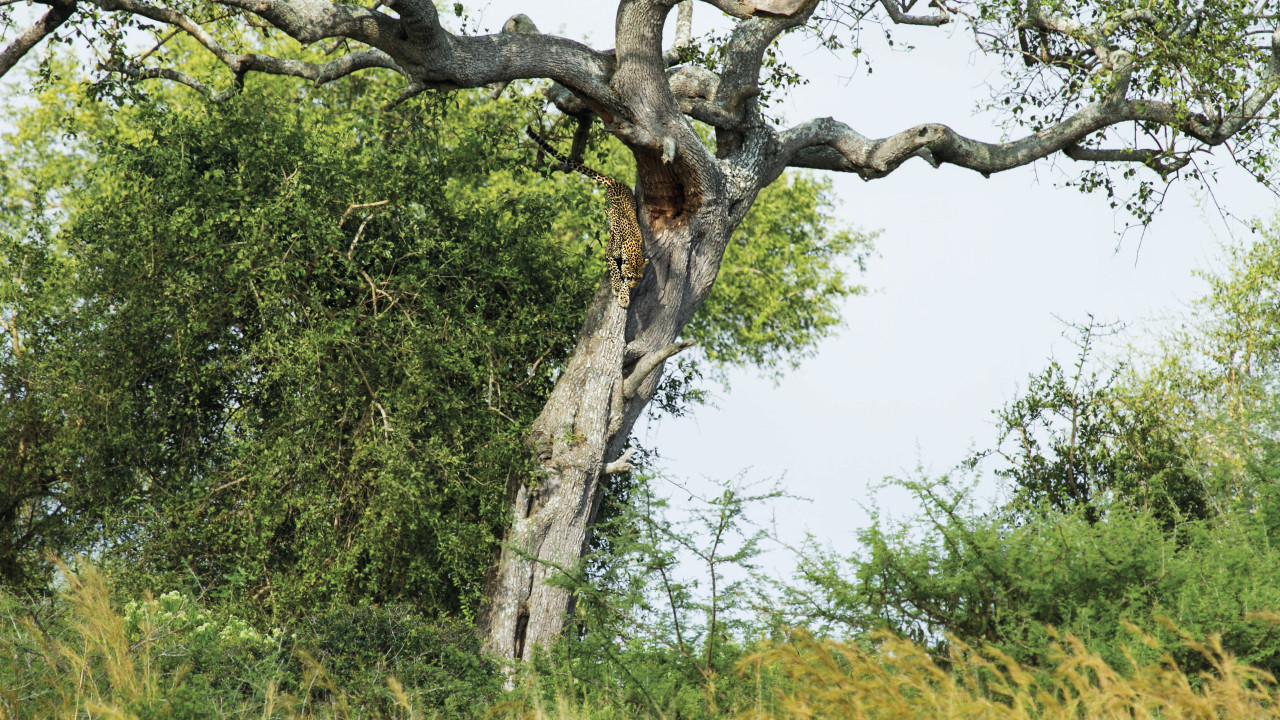 Ein Leopard klettert vom Baum auf Nahrungssuche