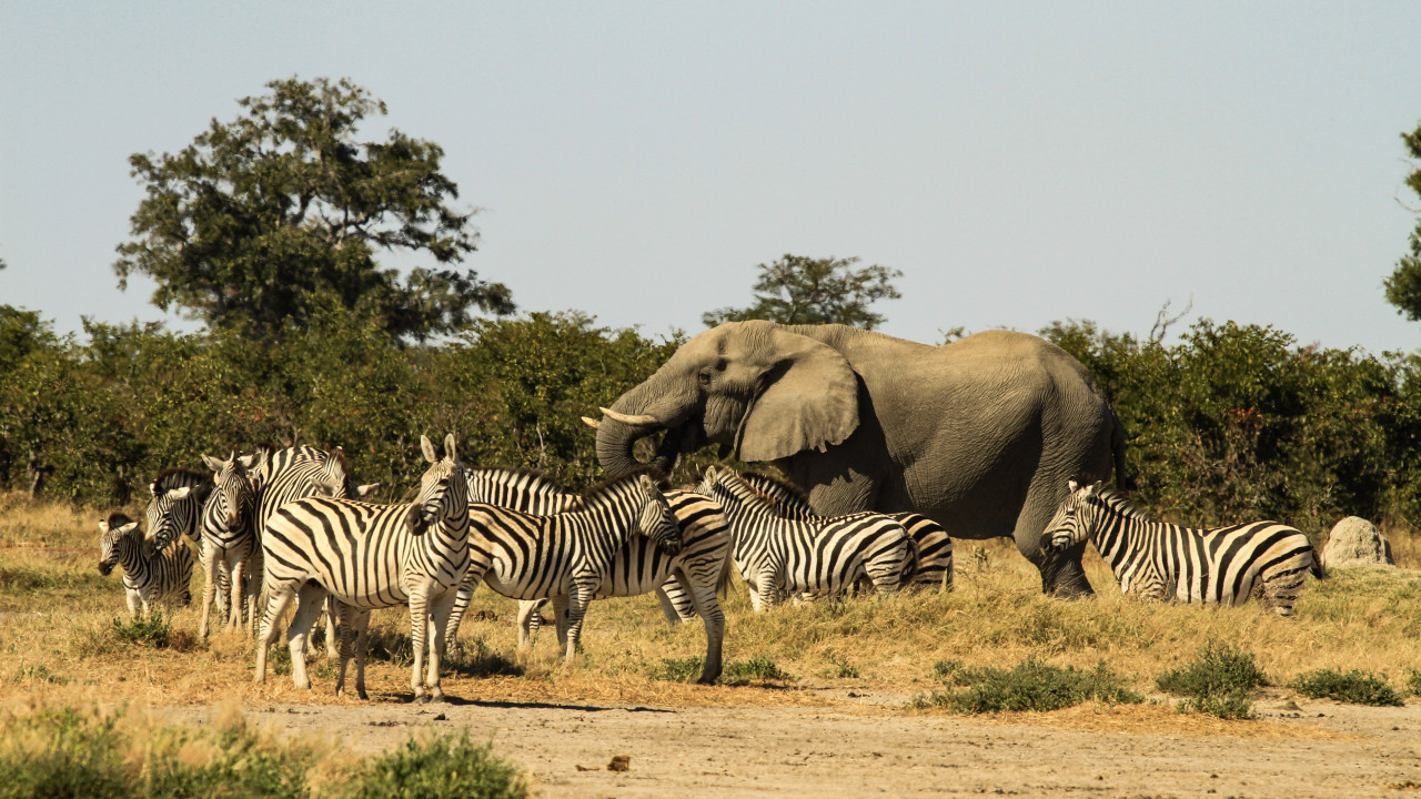 Zebras und ein Elefant in der afrikanischen Savannenlandschaft