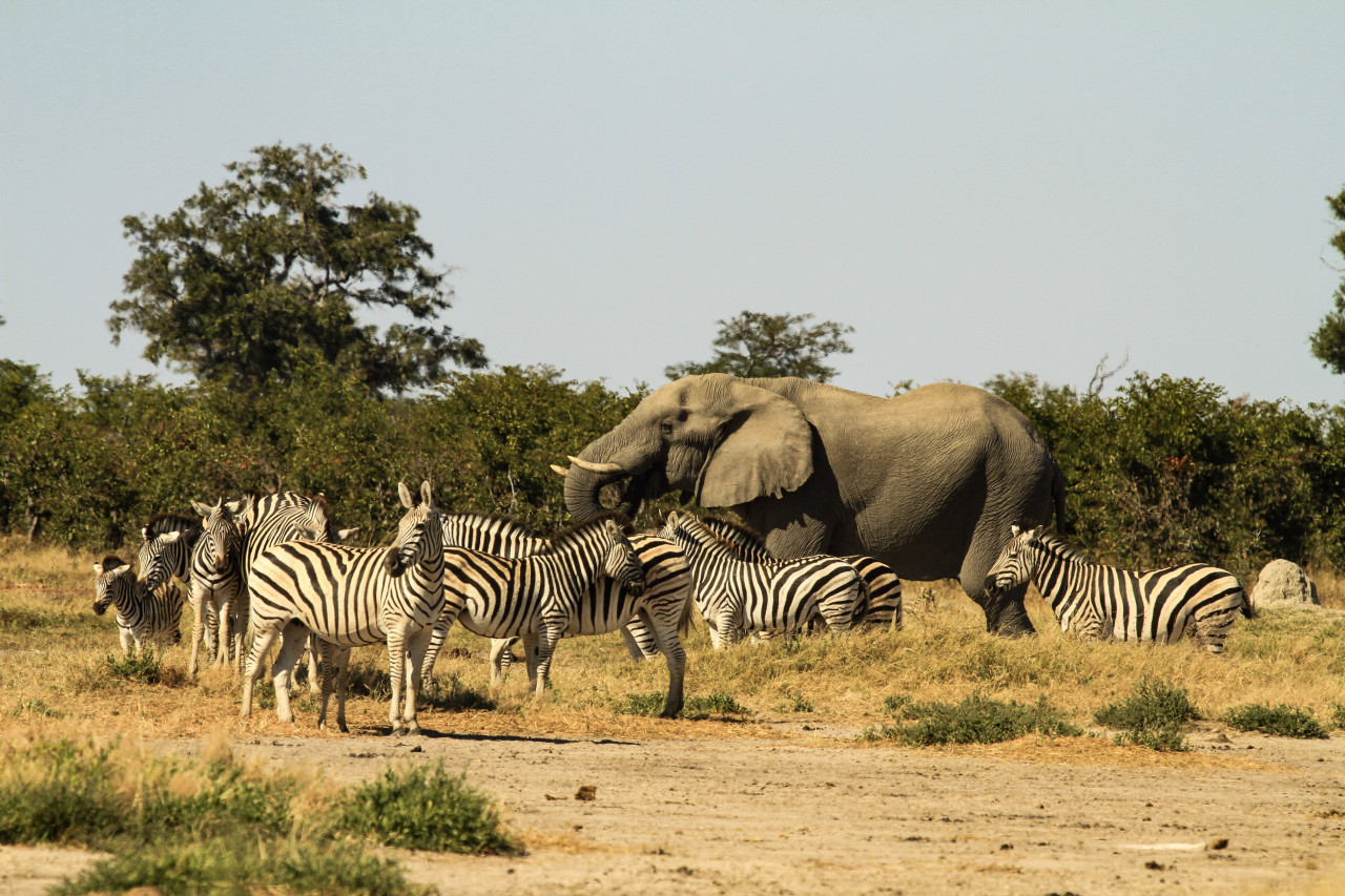 Zebras und ein Elefant in der afrikanischen Savannenlandschaft
