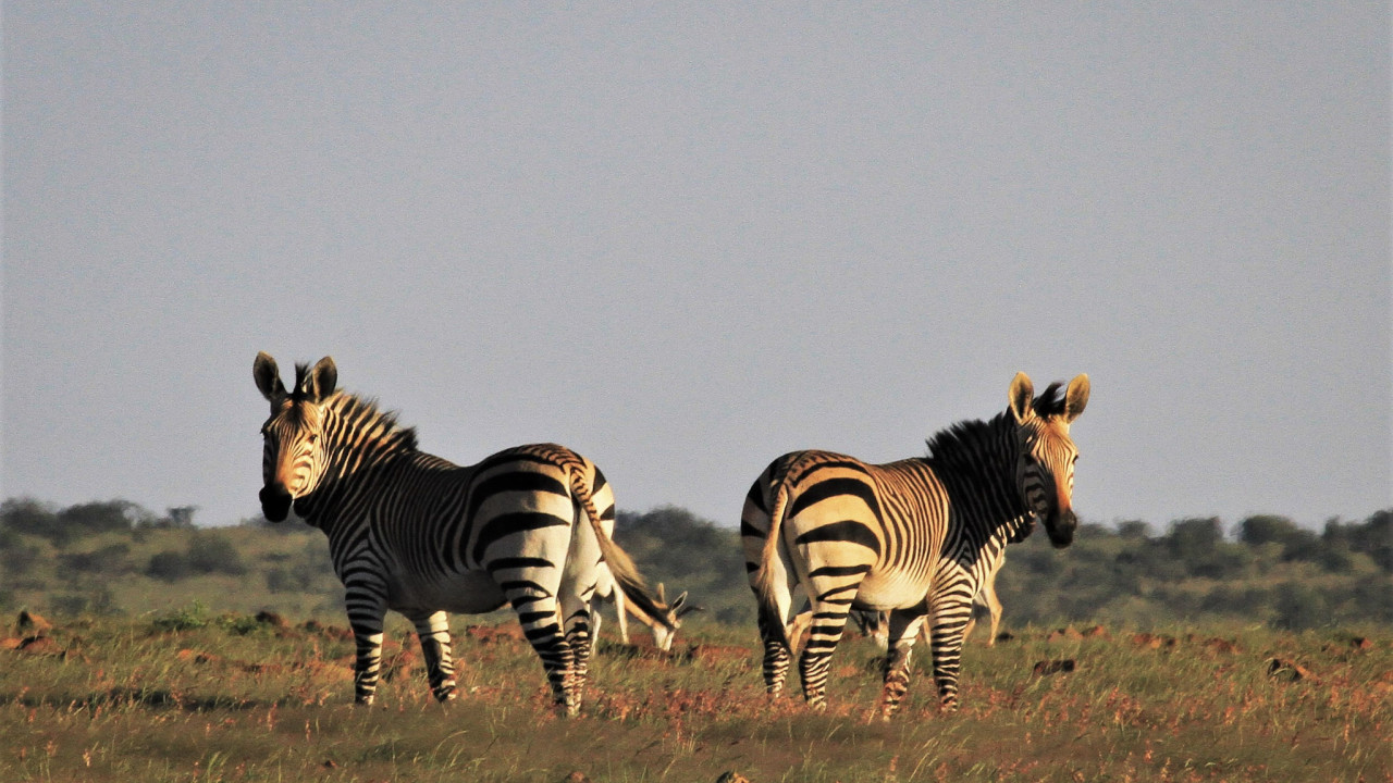 Zwei Zebras stehen im goldenen Abendlicht auf einer offenen Savannenlandschaft in Afrika
