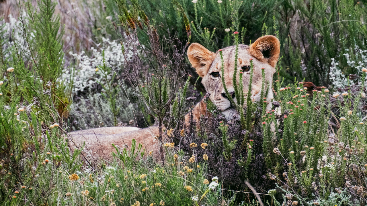 Löwe während Safari im Ngorongoro Krater, Tansania