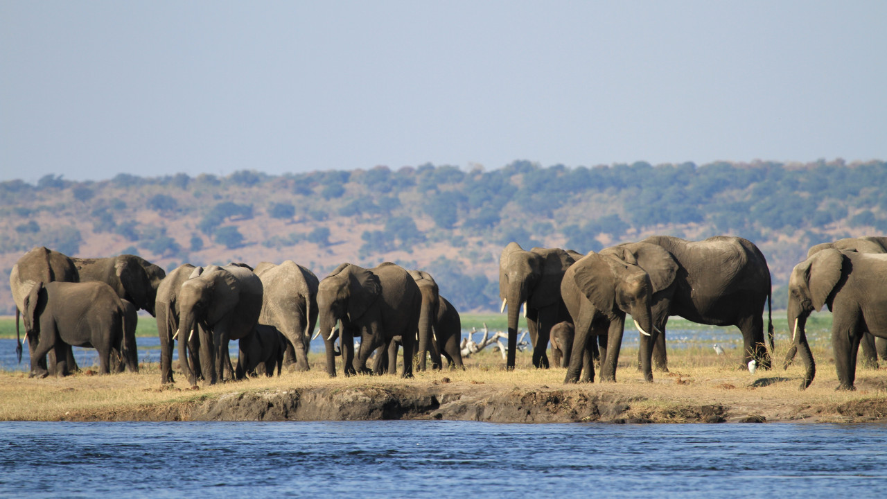 Elefantenherde am Ufer eines Flusses im Chobe Nationalpark