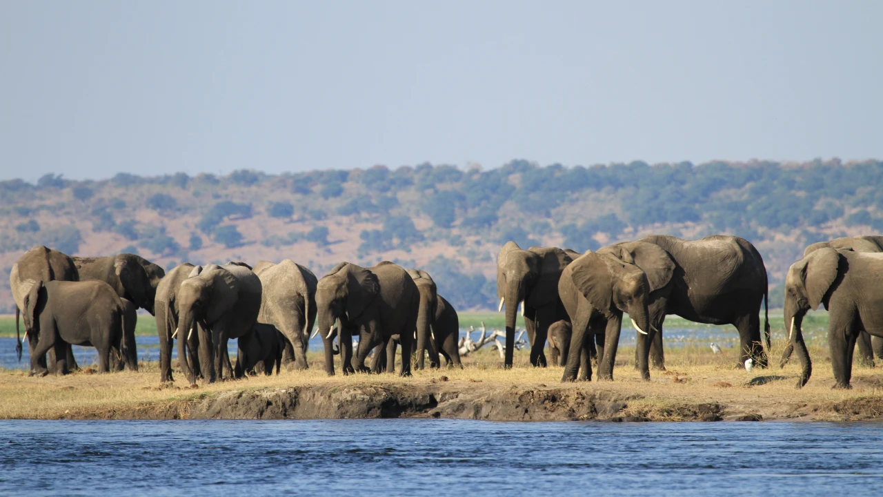 Samar Chobe Safari im Chobe Nationalpark – Elefanten & Fluss hautnah