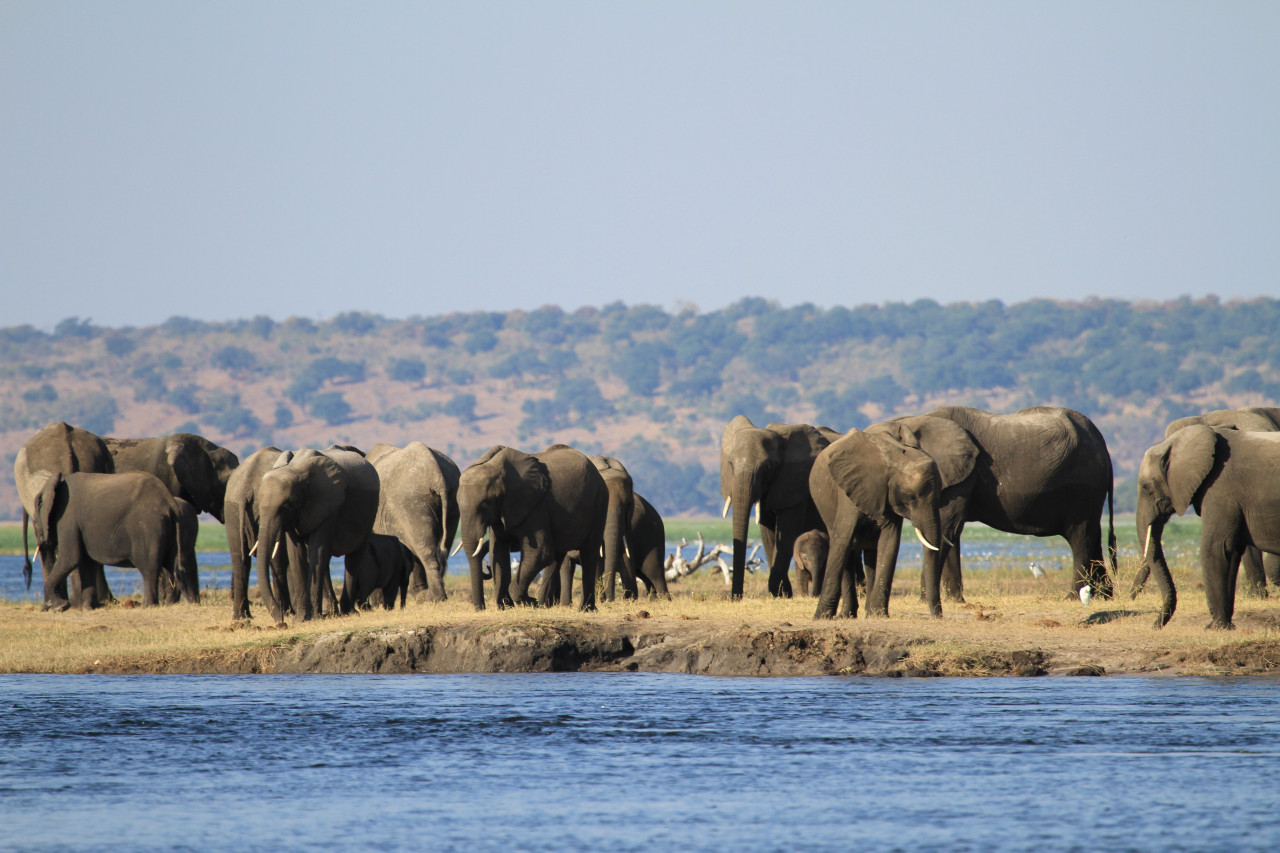 Elefantenherde am Ufer eines Flusses im Chobe Nationalpark