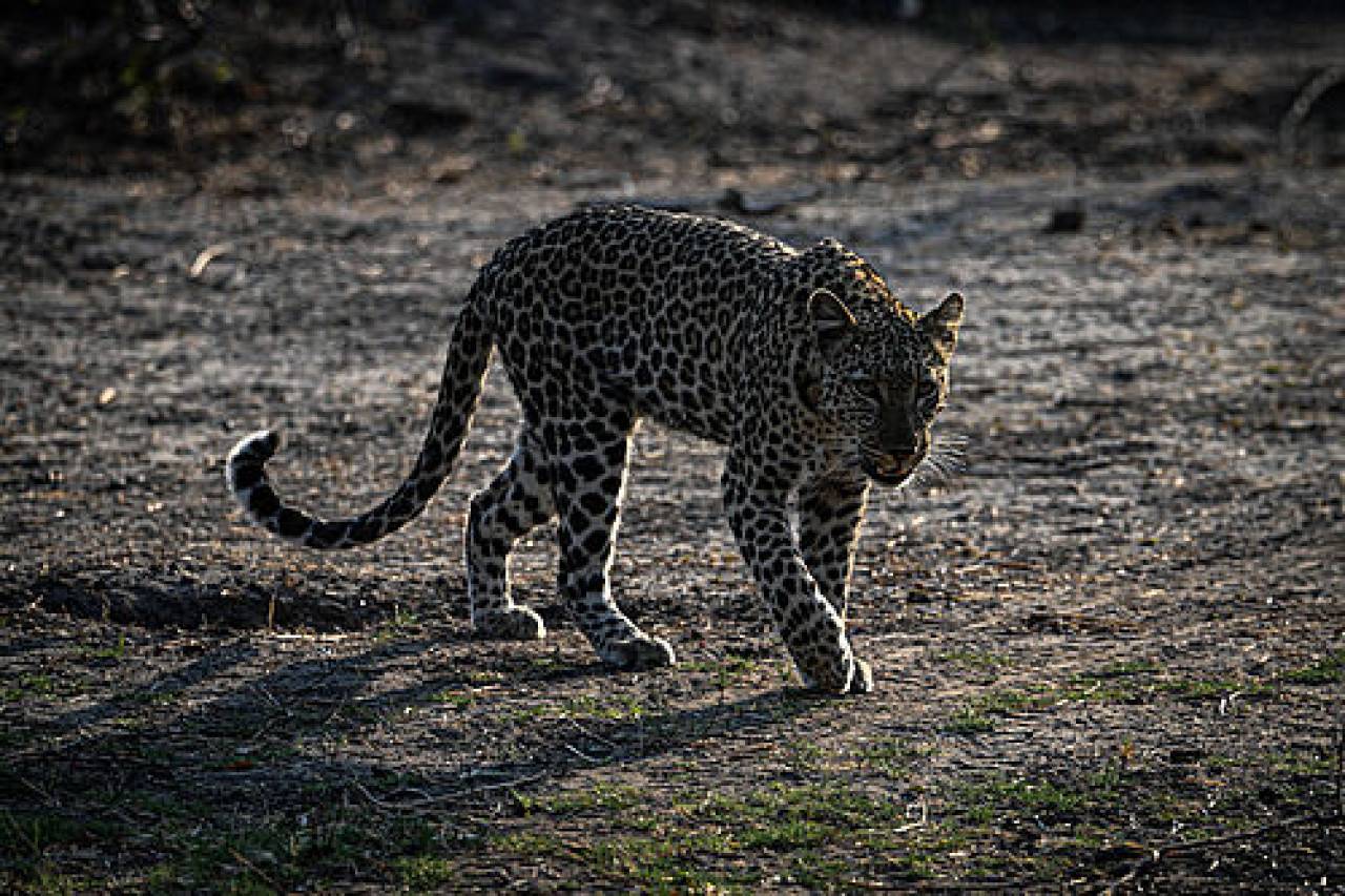 Leopard bei einer Safari mit Karibu Safaris in Chobe, Botswana