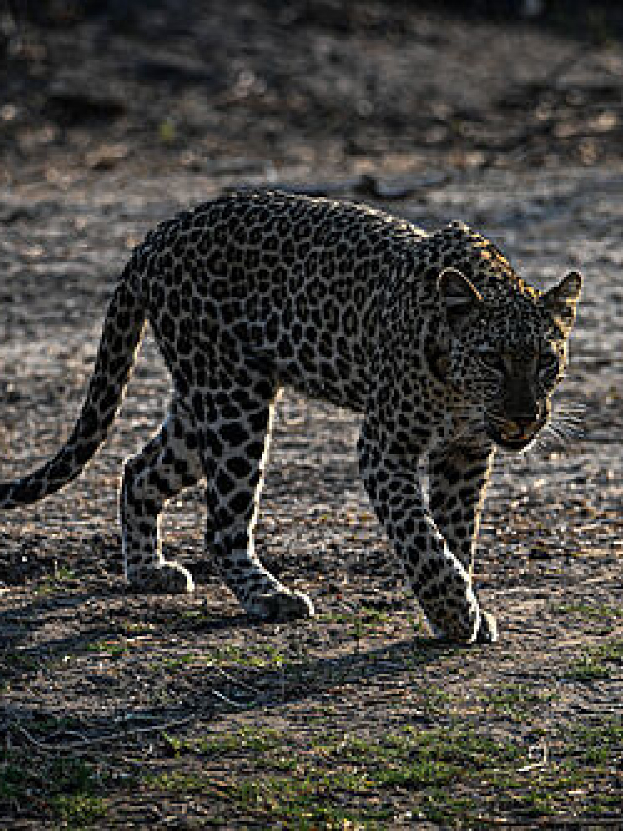 Leopard bei einer Safari mit Karibu Safaris in Chobe, Botswana
