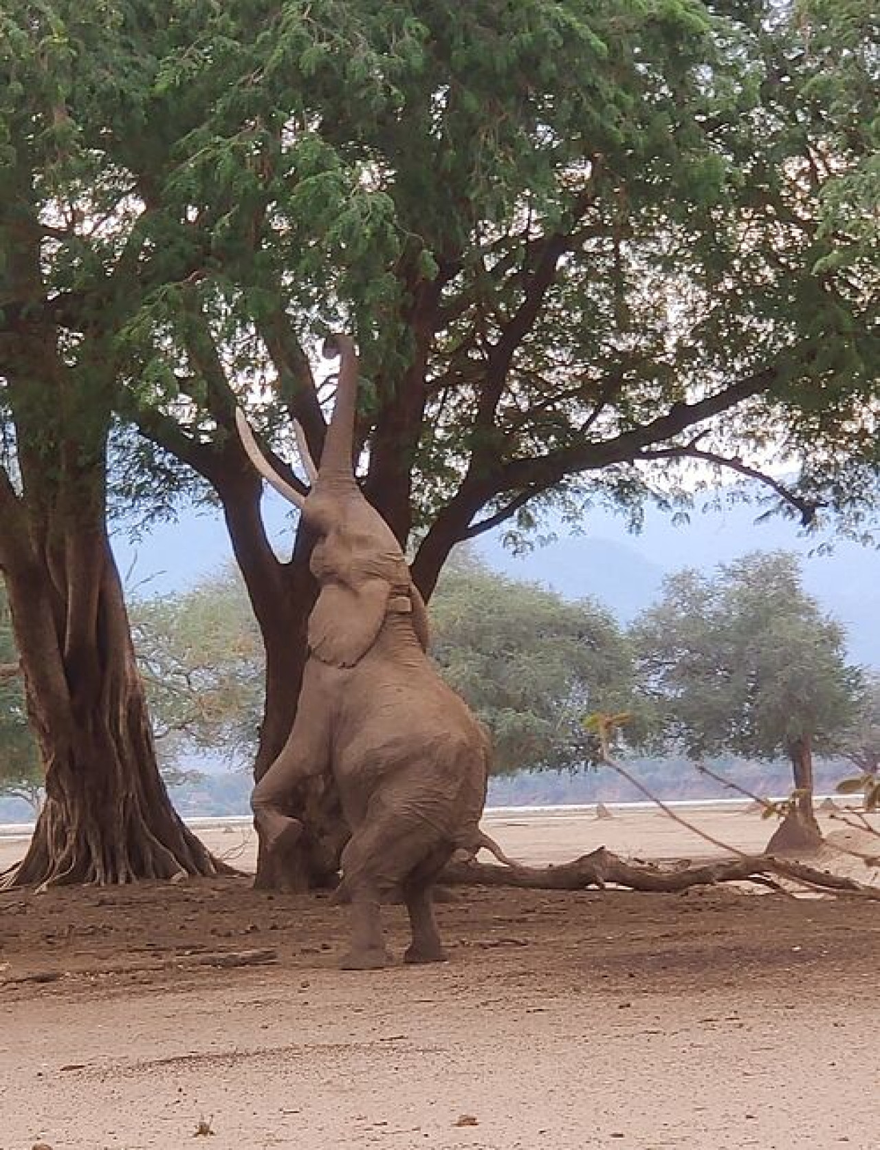 Beobachtung der Elefanten im Lower Zambezi in Sambia