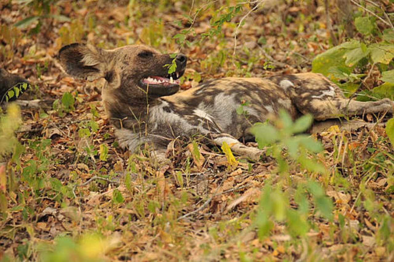 Ruhender Wildhund bei Safari mit Karibu Safaris