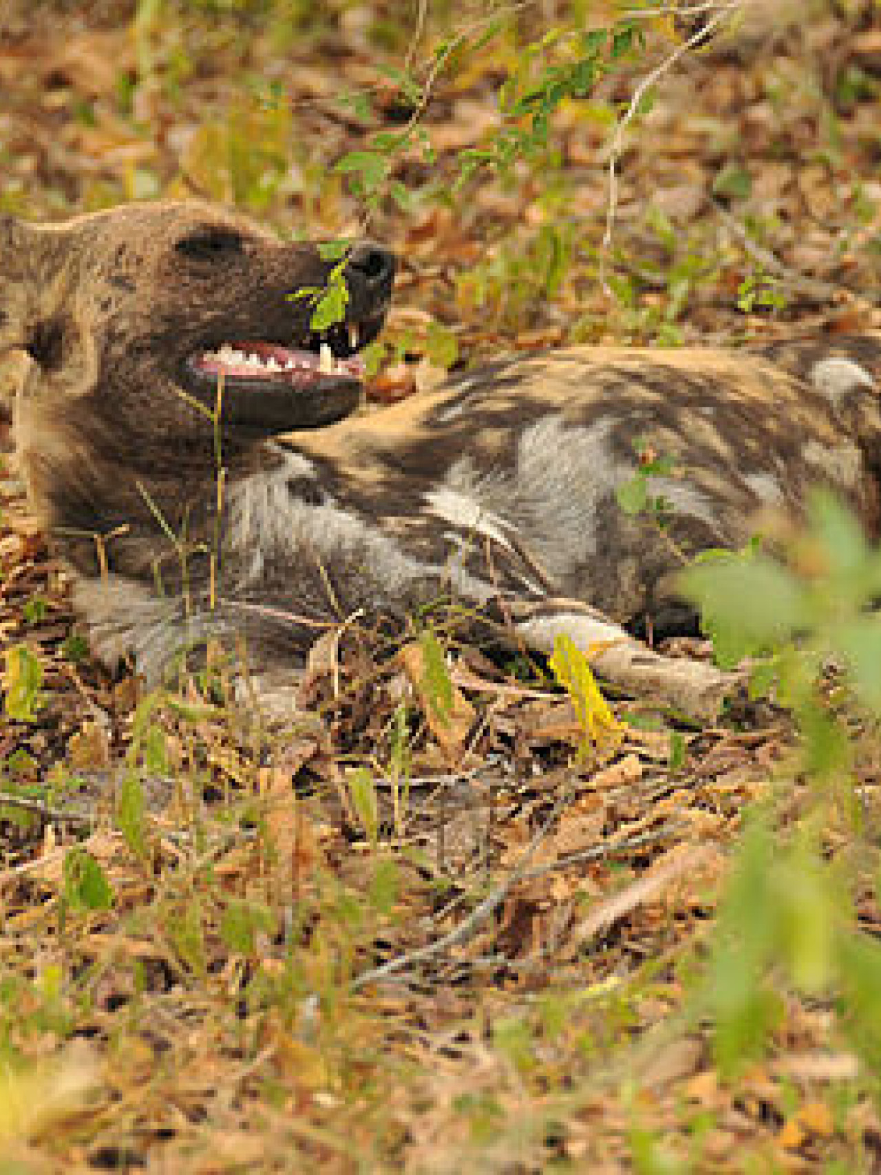 Ruhender Wildhund bei Safari mit Karibu Safaris