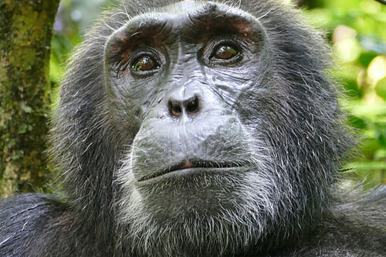 Schimpansen beim Trekking mit Karibu Safaris in Kibale, Uganda