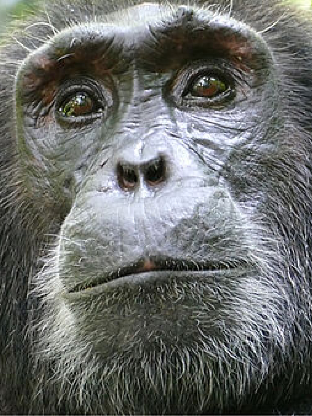 Schimpansen beim Trekking mit Karibu Safaris in Kibale, Uganda