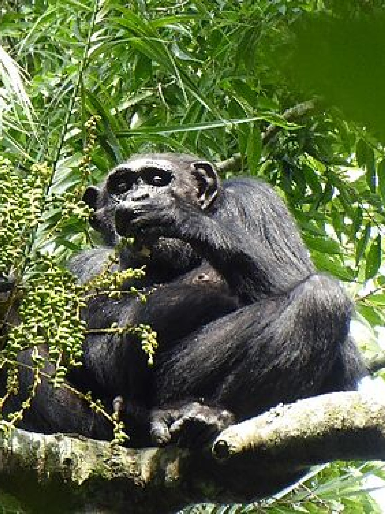 Schimpanse auf hohem Baum während Trekking mit Karibu Safaris
