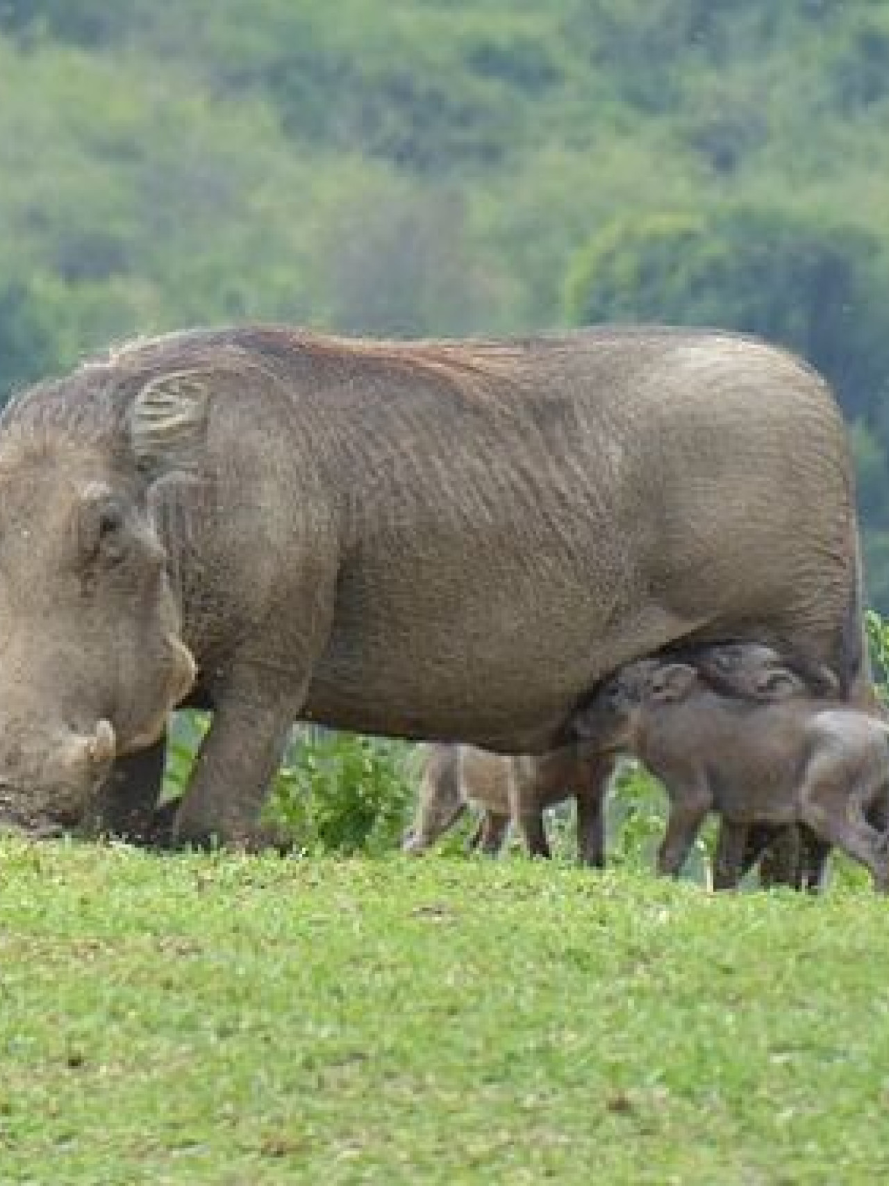 Warzenschwein mit Babys beim Trinken