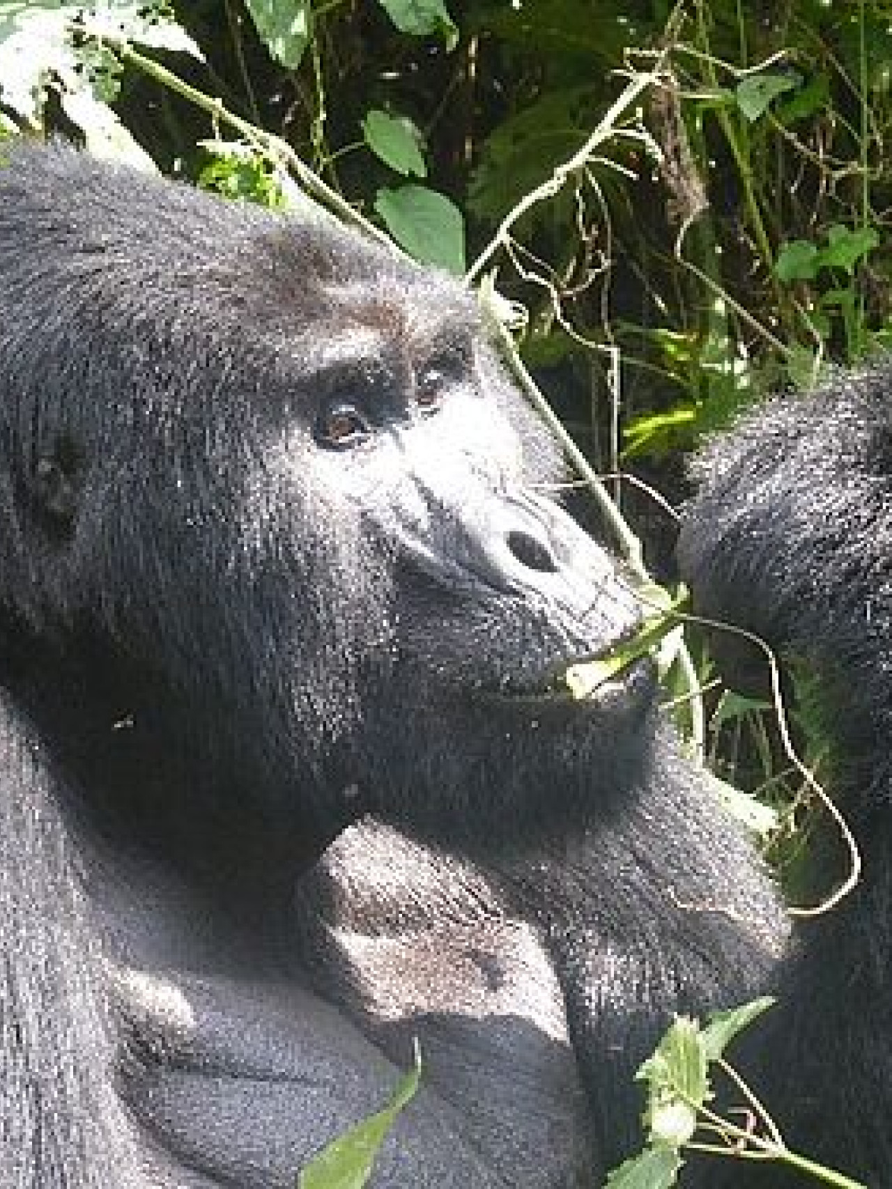 Silberücken beim Gorilla-Trekking mit Karibu Safaris