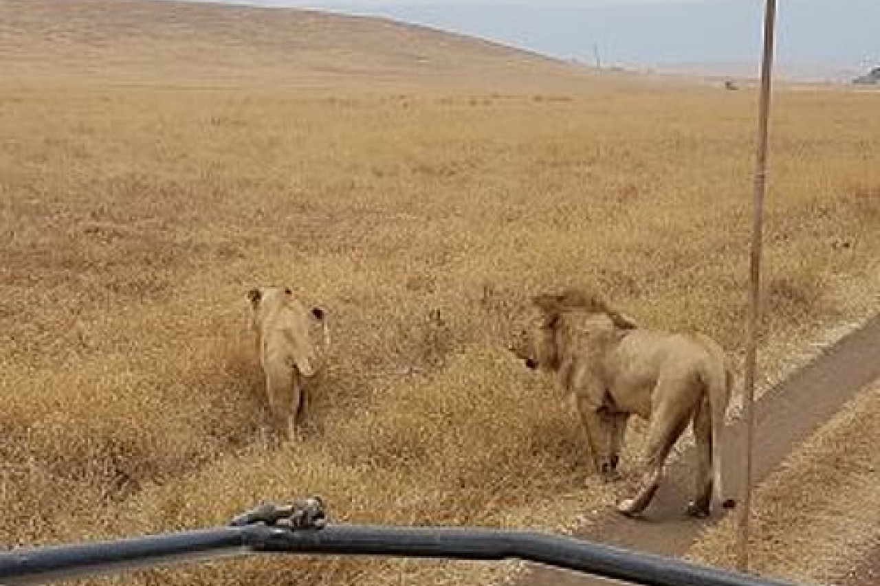 Löwen überqueren die Straße bei der Safari mit Karibu Safaris