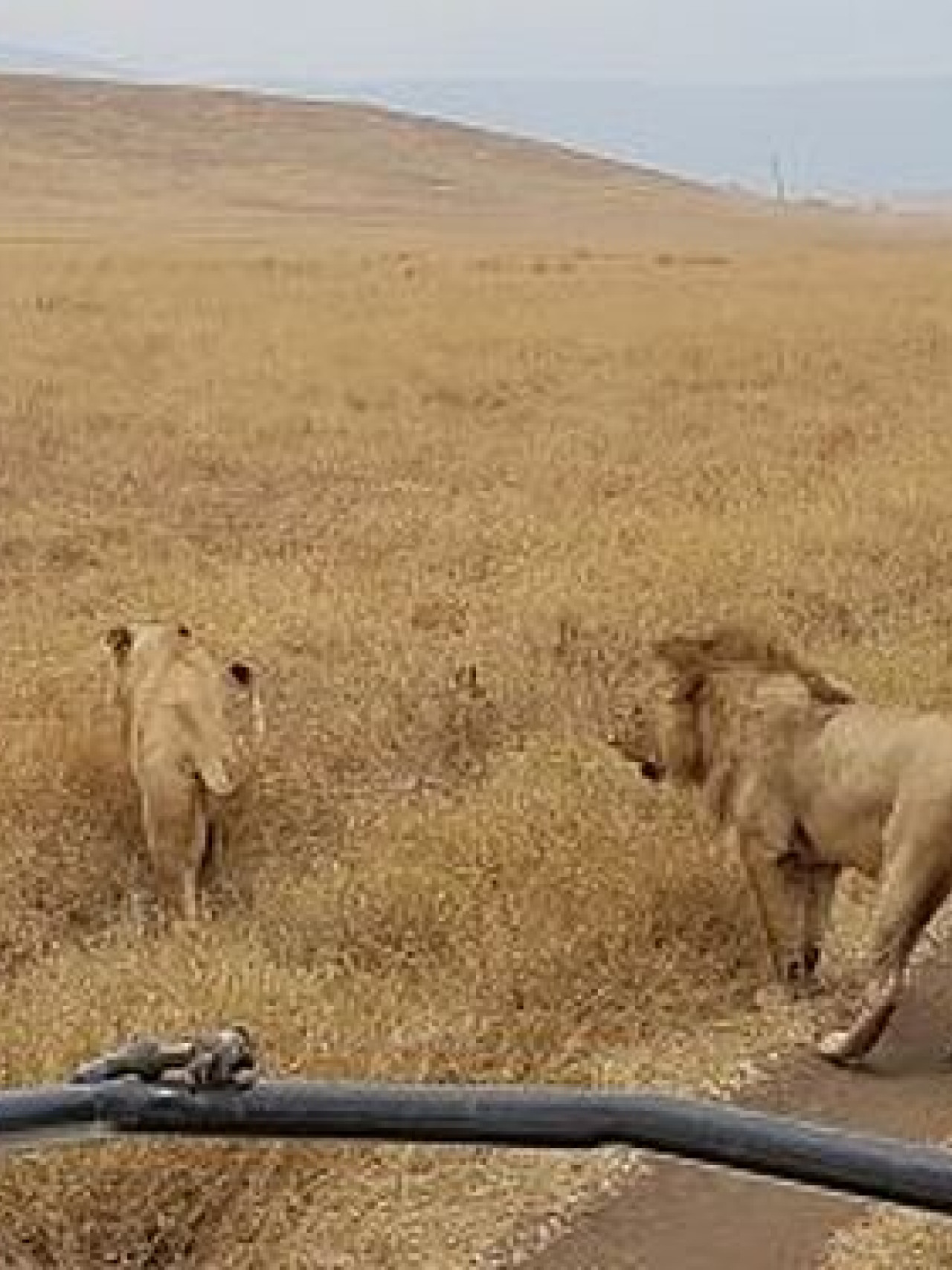 Löwen überqueren die Straße bei der Safari mit Karibu Safaris