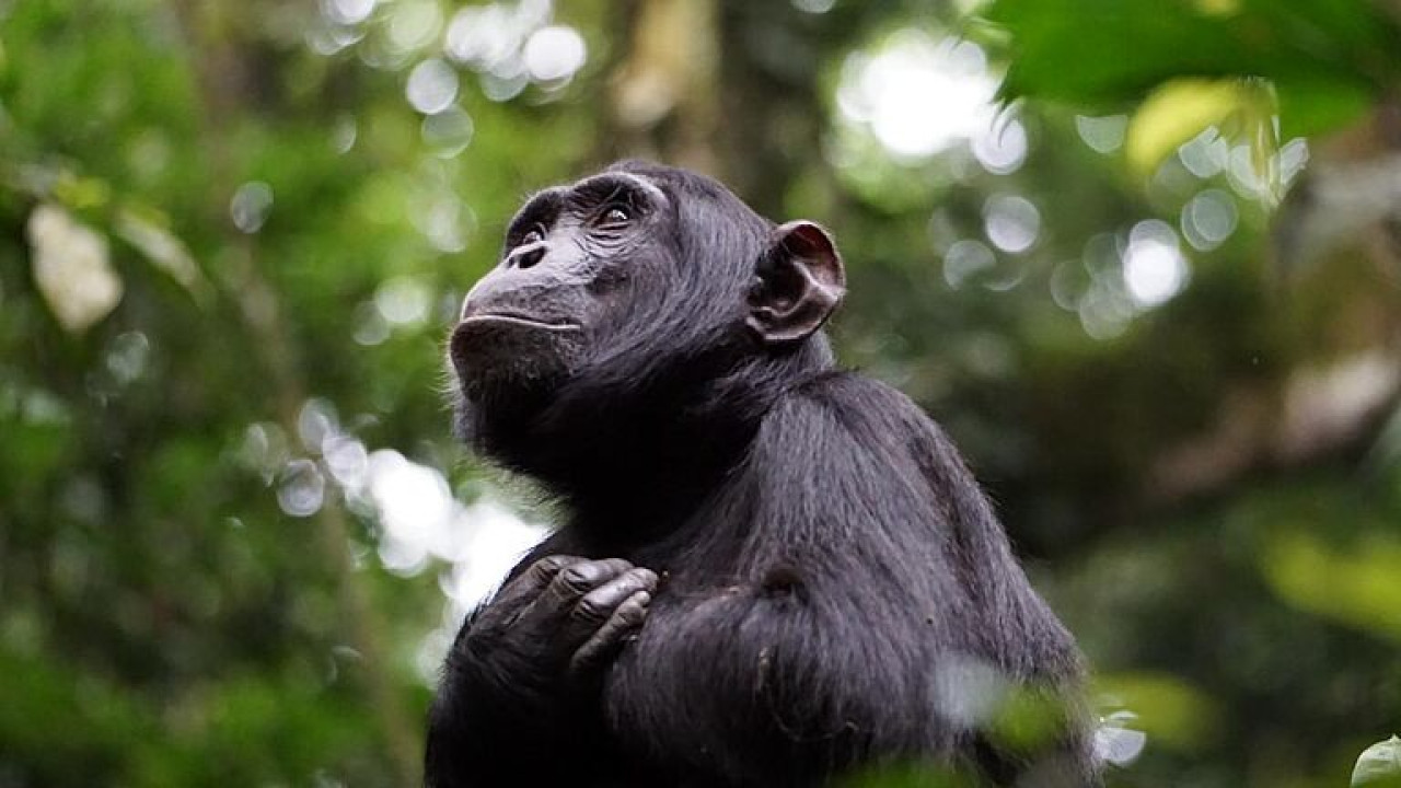 Karibu Safaris in Uganda mit Gorilla Trekking