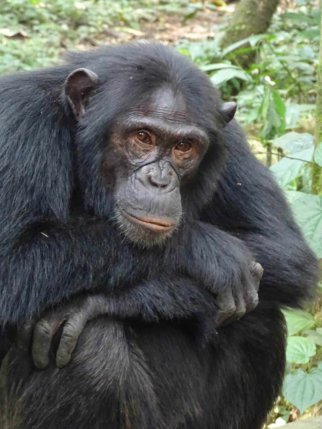 Schimpansen Trekking in Kibale, Uganda