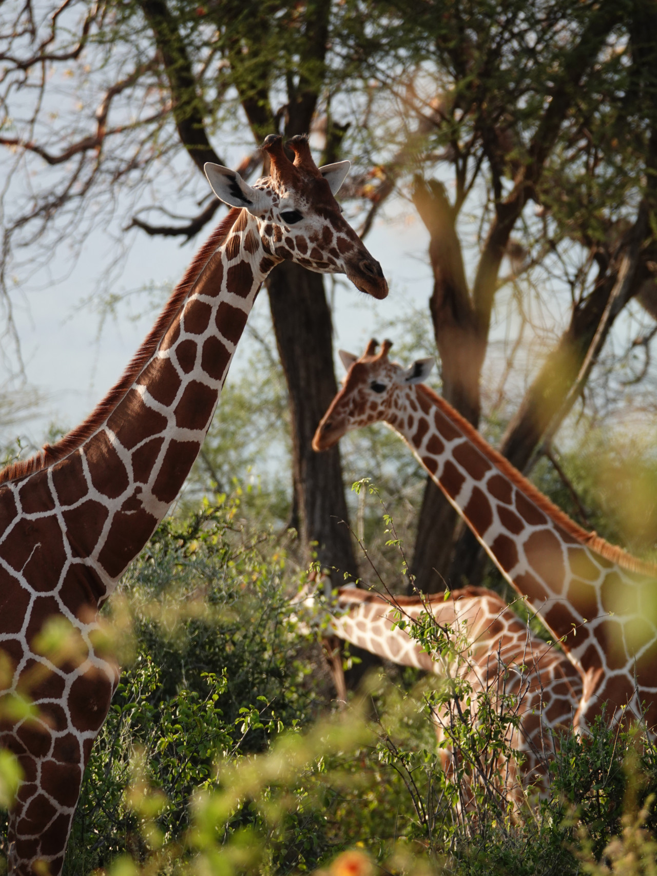 Safari zu den Netzgiraffen in der Wildnis von Samburu in Kenia