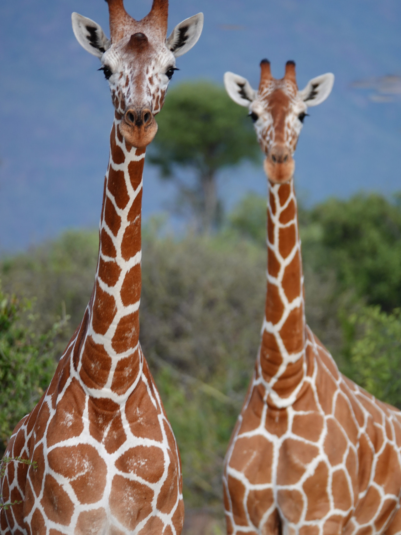 Netzgiraffen während Pirschfahrt in Samburu mit Karibu Safaris