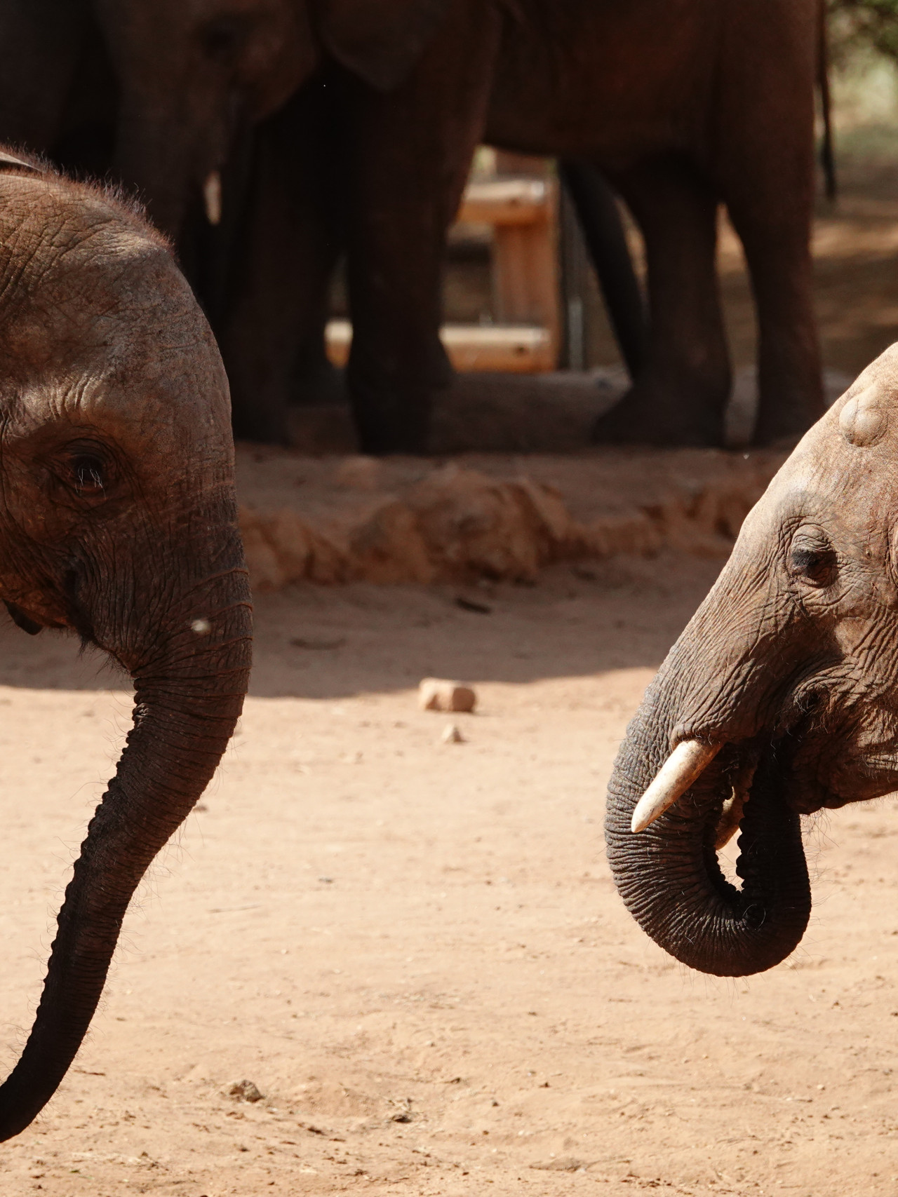 Schutz für Elefanten in Kenia mit Karibu Safaris