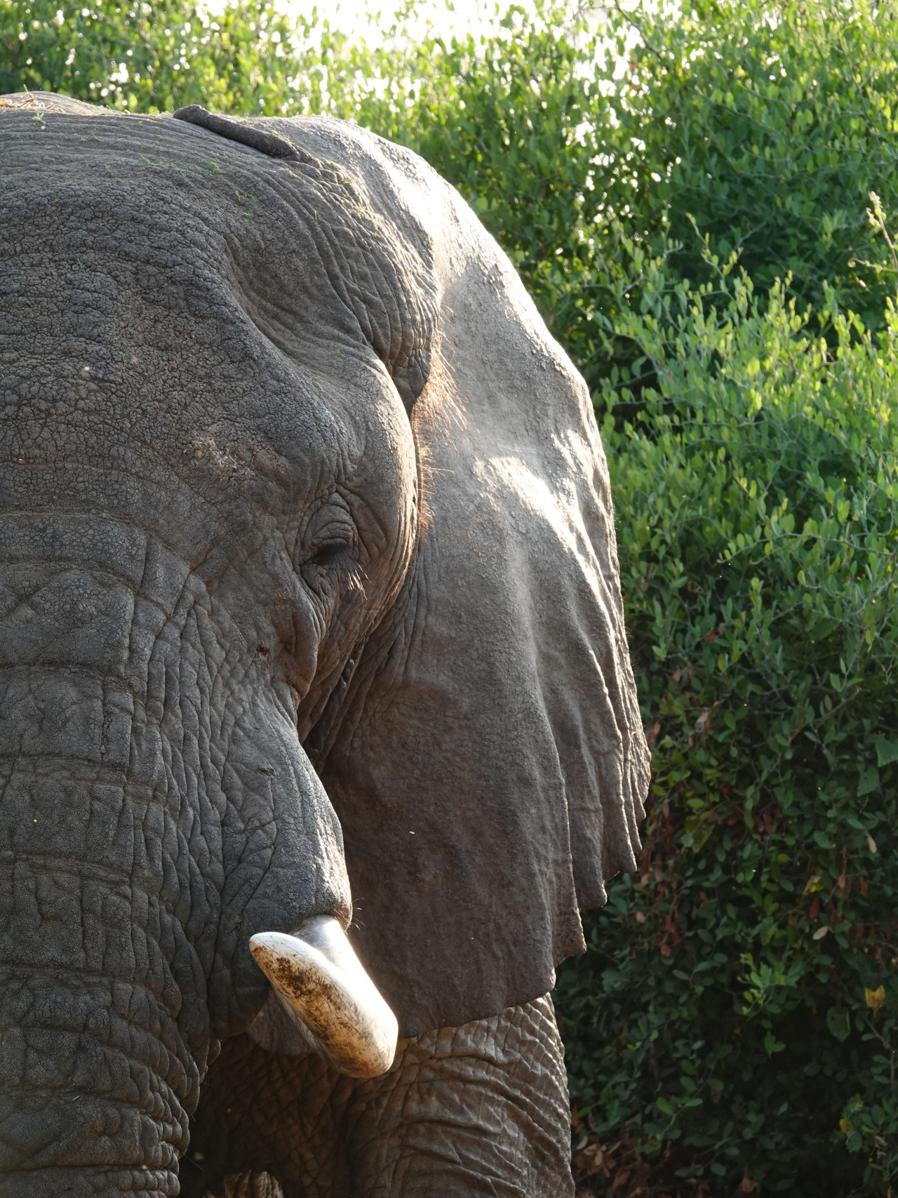 Begegnung mit einem Elefant bei einer Safari in Kenia