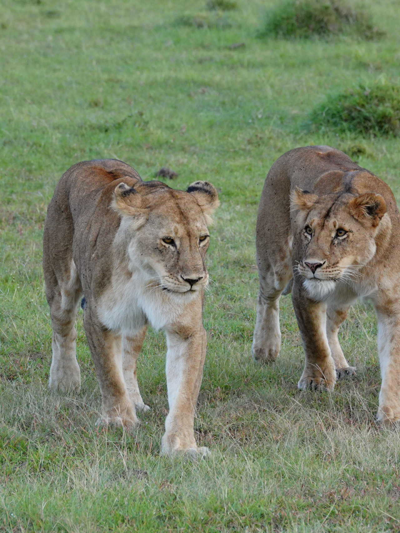 Junge Löwen auf Pirsch im östlichen Afrika