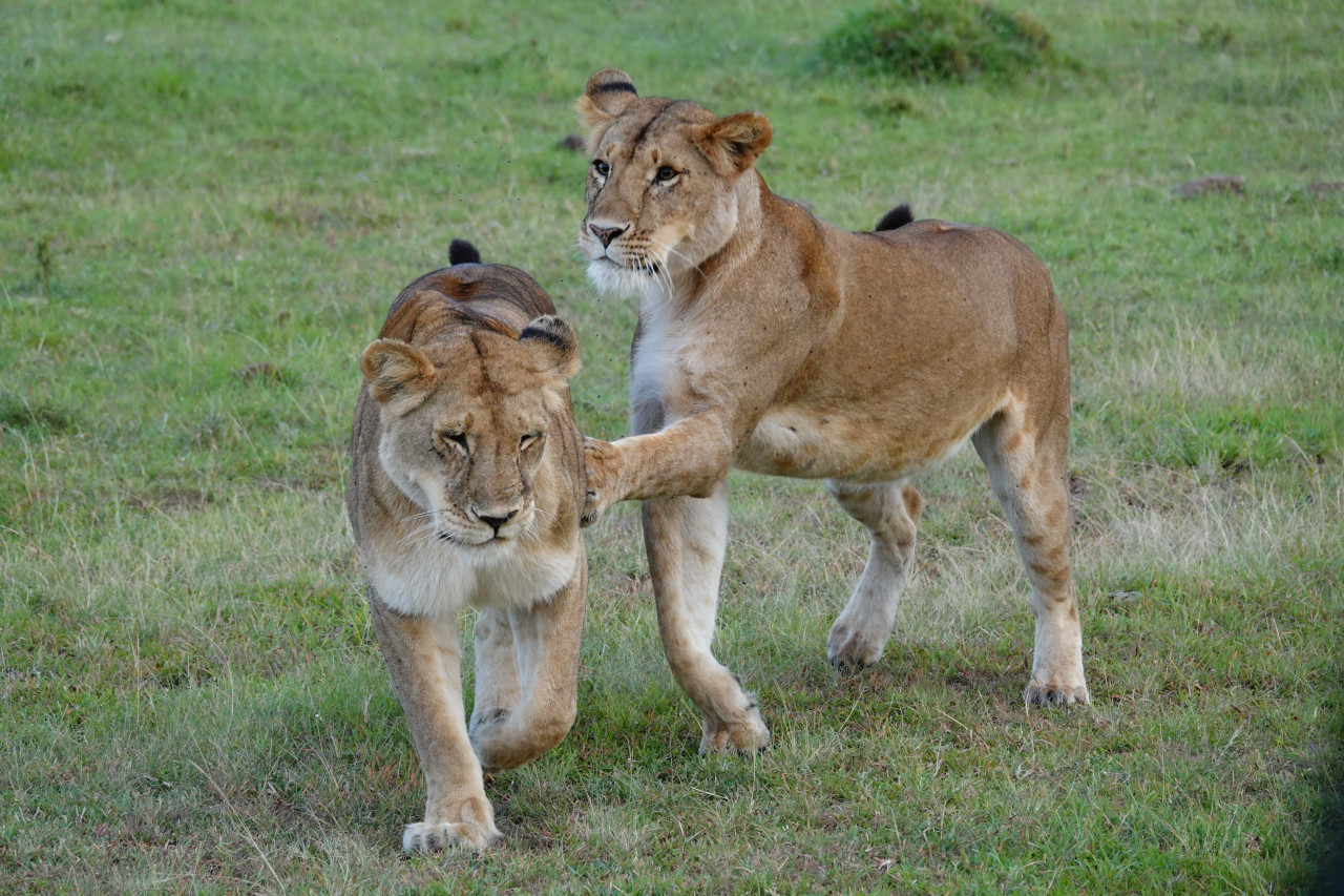 Spielende Löwen in Kenia