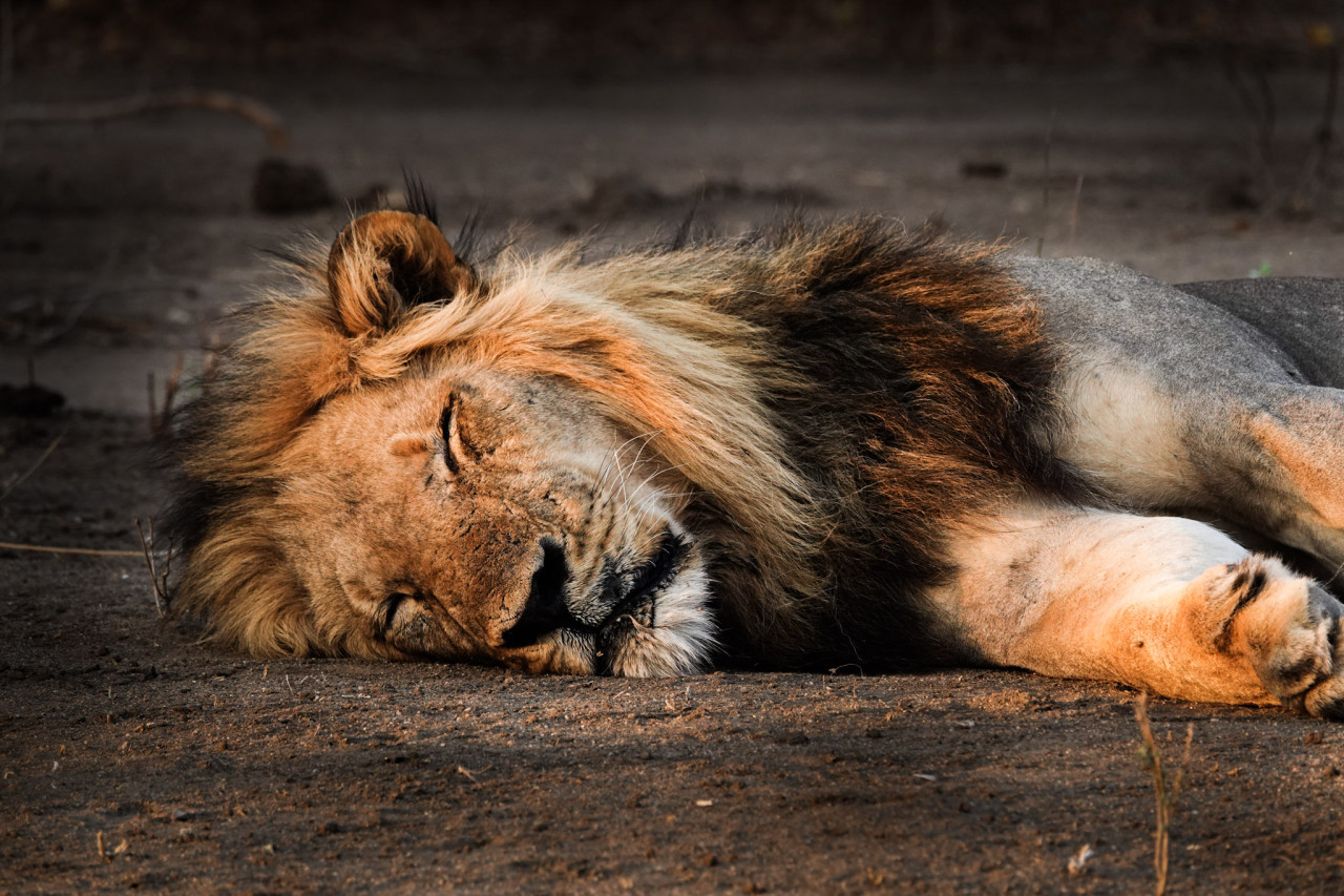 Löwe am schlafen in Sambia