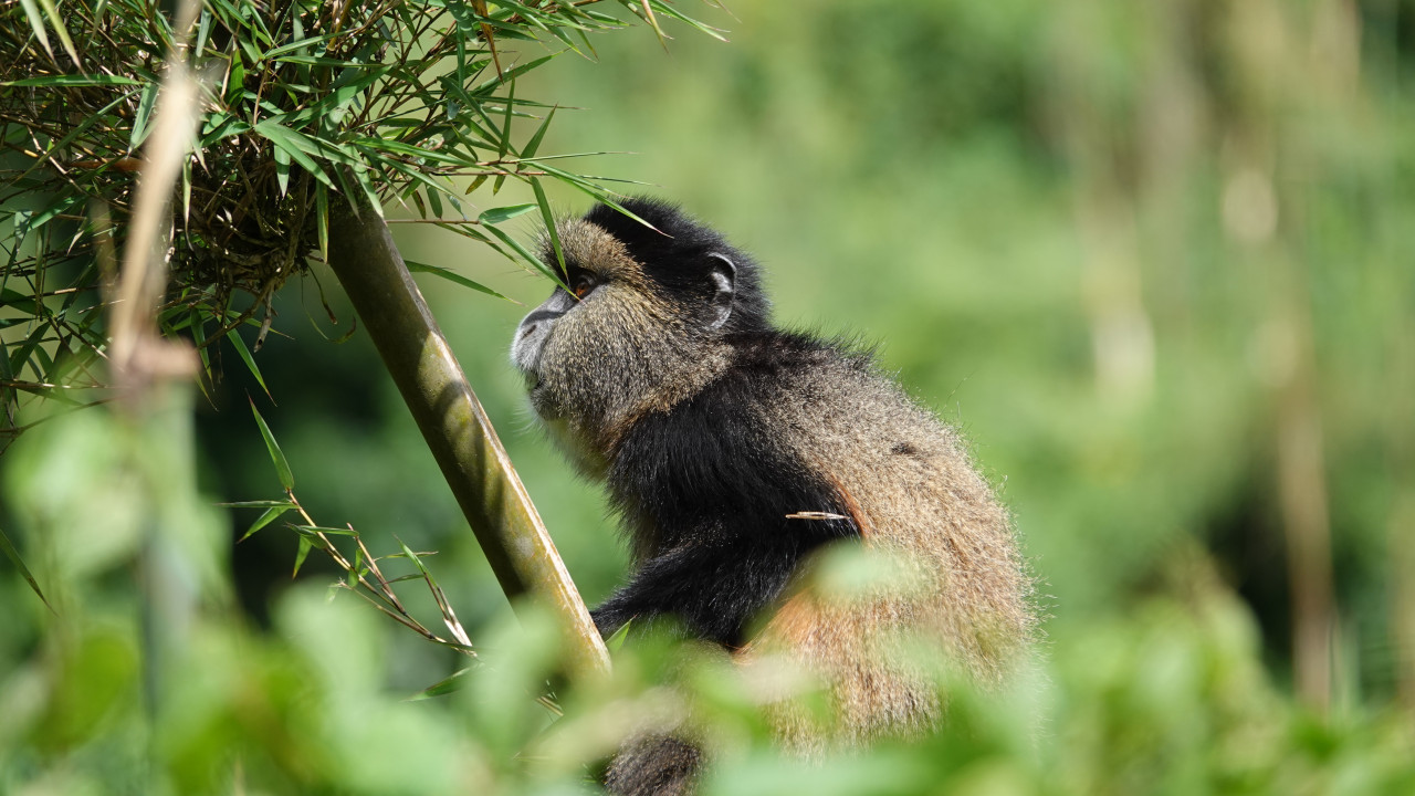 Afrikanische Goldmeerkatze beim Trekking im Regenwald