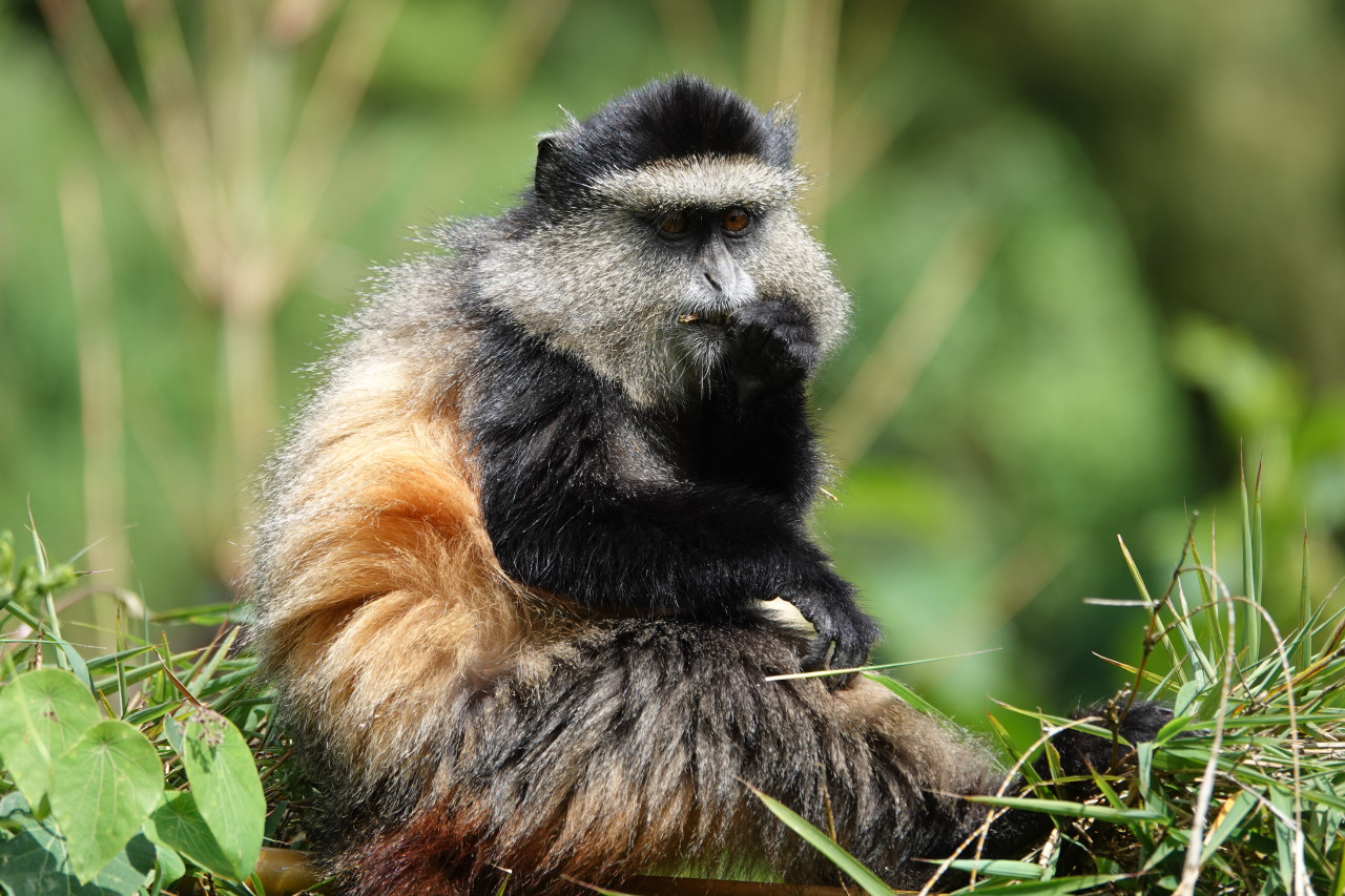 Karibu Safaris bei Golden Monkeys in Ruanda